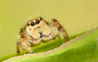 Metaphid Jumping Spider (Metaphidippus spp.)