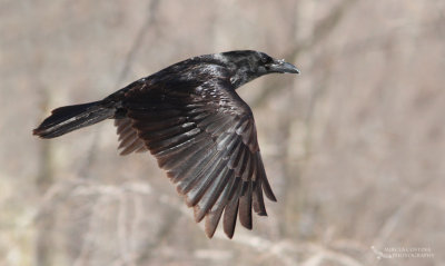 Common Raven, Grand Corbeau (Corvus corax)