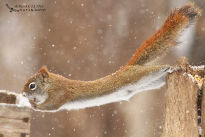 North American red squirrel (Tamiasciurus hudsonicus)