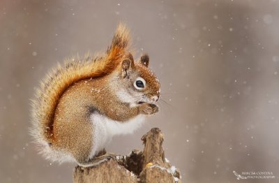 American red squirrel, Écureuil roux américain (Tamiasciurus hudsonicus)