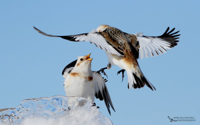 Snow Bunting (Plectrophenax nivalis) fight