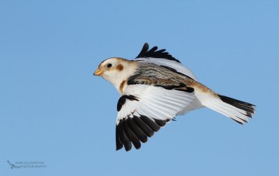Snow Bunting (Plectrophenax nivalis) in flight