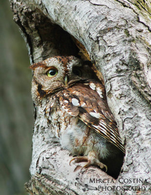 Eastern Screech Owl, Petit-duc macul (Megascops asio)