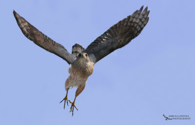 Cooper's Hawk, pervier de Cooper (Accipiter cooperii)