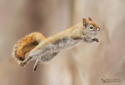 North American red squirrel (Tamiasciurus hudsonicus) jump