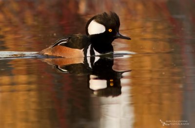 Hooded Merganser (Lophodytes cucullatus)