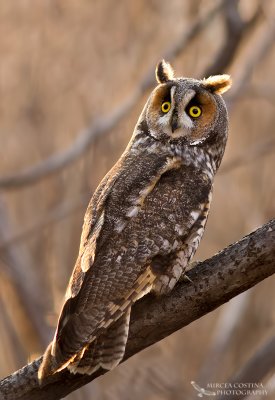 Long-eared Owl, Hibou moyen-duc (Asio otus)