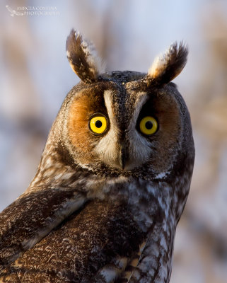 Long-eared Owl, Hibou moyen-duc (Asio otus)