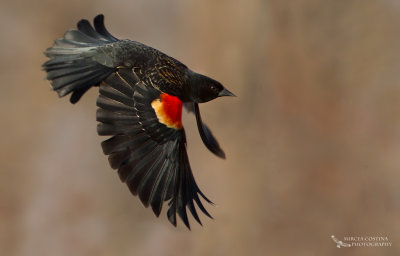 Red-winged Blackbird, Carouge  paulettes  (Agelaius phoeniceus)