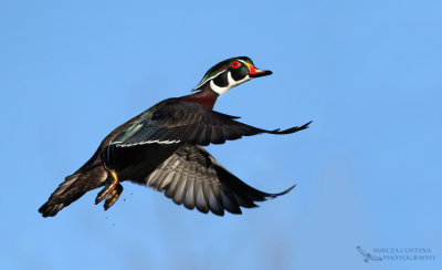 Wood-duck (Aix sponsa) male in flight