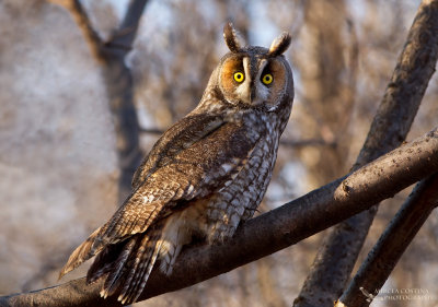 Long-eared Owl (Asio otus)