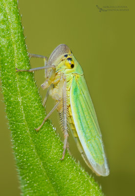 GreenLeafhopper,Cicadelle verte (Cicadella viridis)