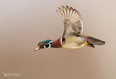 Wood-duck (Aix sponsa) male in flight