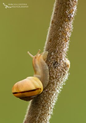 Snail in dew