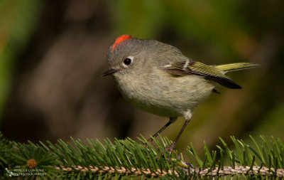 Ruby-crowned Kinglet, Roitelet  couronne rubis (Regulus calendula)