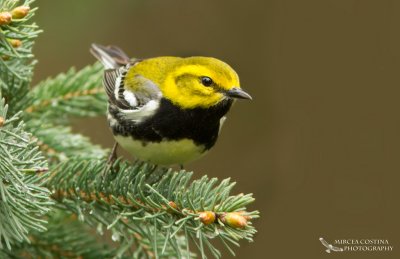 Black-throated Green Warbler, Paruline  gorge noire ( Dendroica virens )