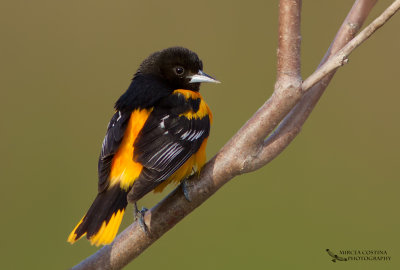 Baltimore Oriole (Icterus galbula)