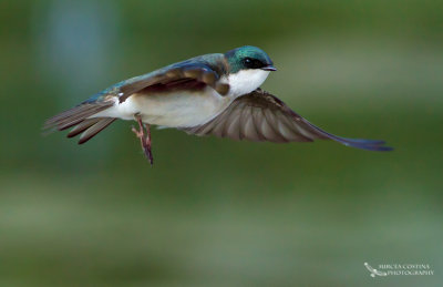 Tree Swallow, Hirondelle bicolore (Tachycineta bicolor)