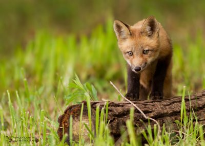 Red fox (Vulpes vulpes) pup