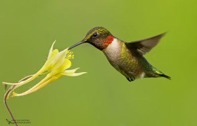 Ruby-Throated Hummingbird, Colibri à gorge rubis (Archilochus colubris)