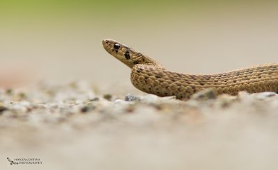 Brown Snake (Storeria dekayi)