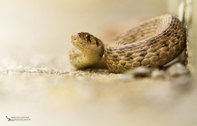 Brown Snake, Couleuvre brune (Storeria dekayi