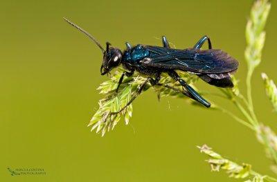 Blue mud dauber (Chalybion californicum)