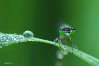 Morning damselfly