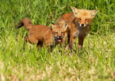 Red fox (Vulpes vulpes) family