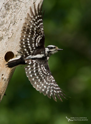 Downy woodpeckers, Pic mineur (Picoides pubescens)