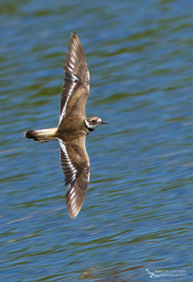 Killdeer, Pluvier kildir (Charadrius vociferus)