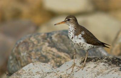Spotted Sandpiper, Chevalier grivel ( Actitis macularius )