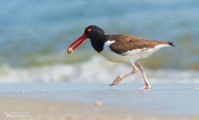 American Oystercatcher, Huîtrier d'Amérique (Haematopus palliatus)