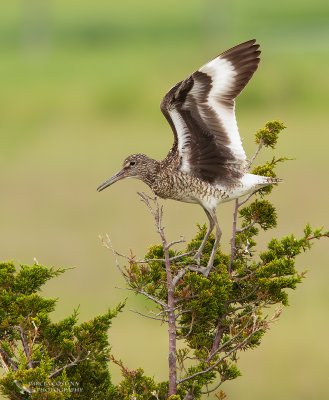 Willet (Tringa semipalmata)