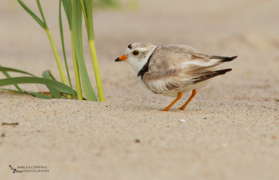 Piping Plover , Pluvier siffleur (Charadrius melodus)