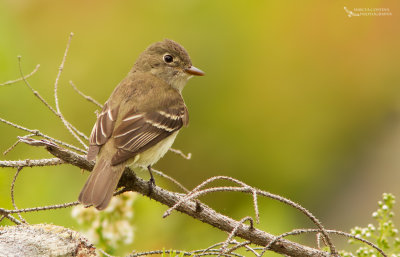 Yellow-bellied Flycatcher,Moucherolle  ventre jaune (Empidonax flaviventris)