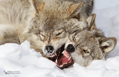 Gray wolf (Canis lupus) fight-Omega Park-Canada