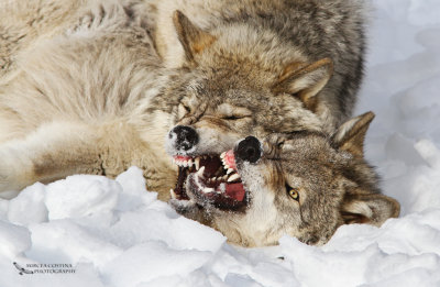 Gray wolf (Canis lupus) fight--Omega Park-Canada