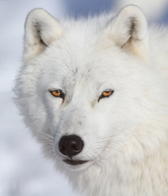 arctic wolf (Canis lupus arctos)-Omega Park-Canada