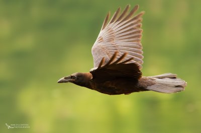 Common Raven, Grand Corbeau (Corvus corax)