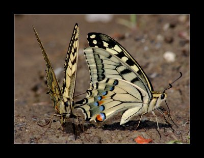 Papilio machaon 8