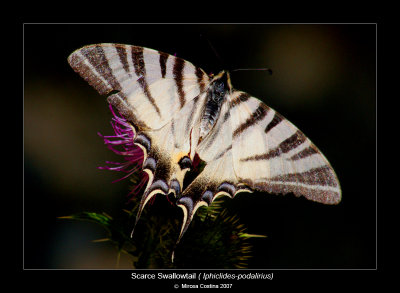 Scarce-Swallowtail