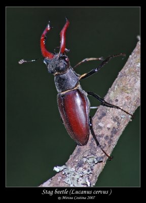 Lucanus-cervus