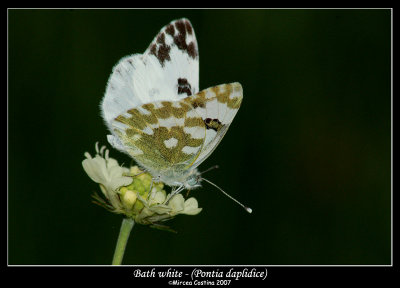 Bath white - Pontia daplidice.jpg