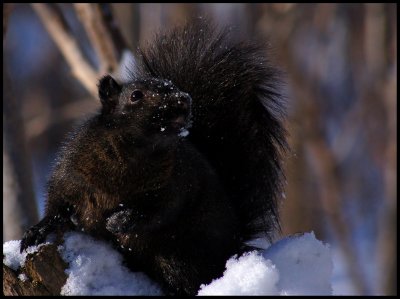 Eastern gray squirrel (Sciurus carolinensis)