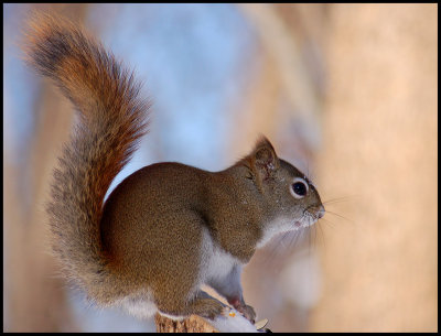 The North American red squirrel (Tamiasciurus hudsonicus )
