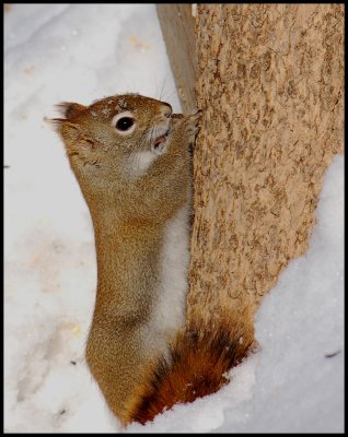 The North American red squirrel (Tamiasciurus hudsonicus )