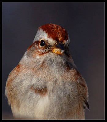 The American Tree Sparrow (Spizella arborea)