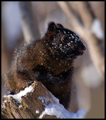 Sciurus carolinensis