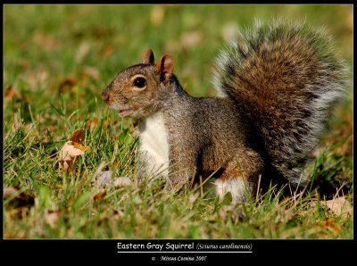Eastern-Gray-Squirrel.jpg
